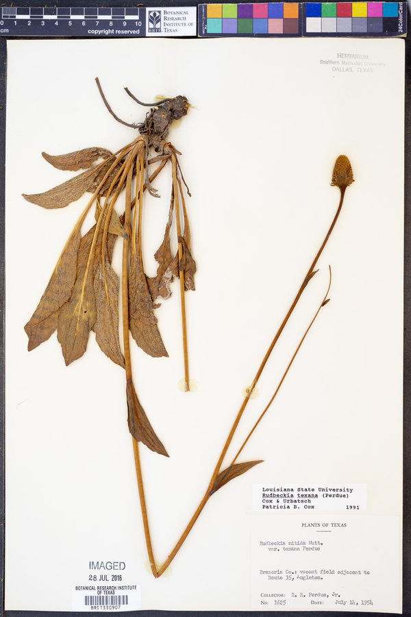 Rudbeckia texana image