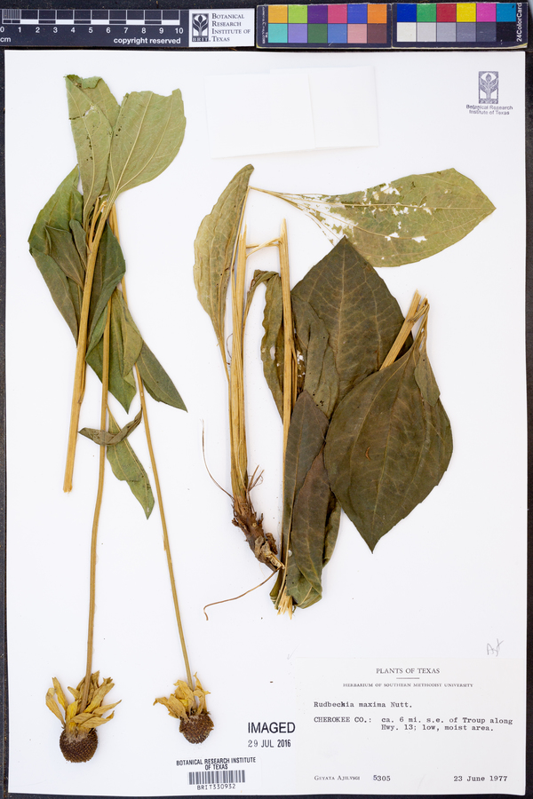 Rudbeckia maxima image