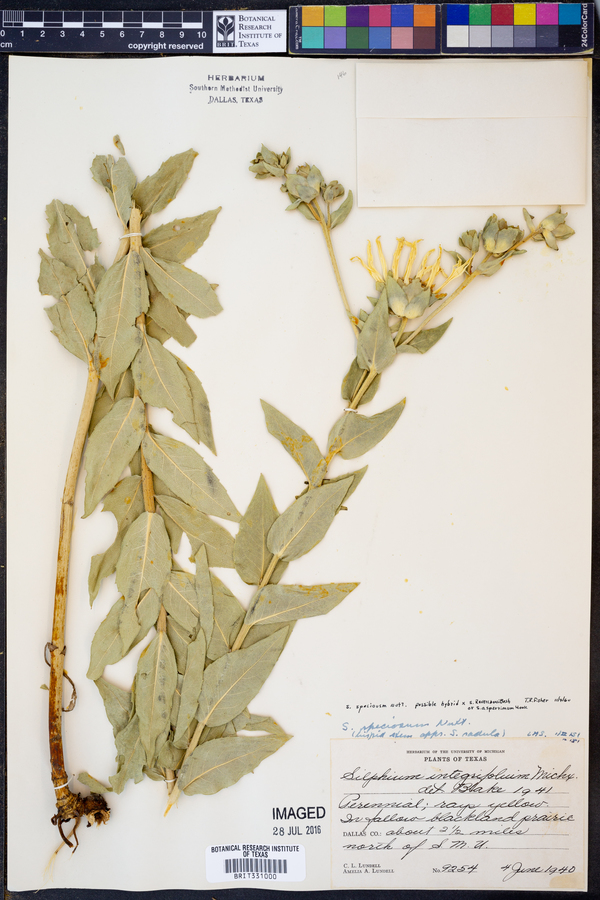 Silphium speciosum image
