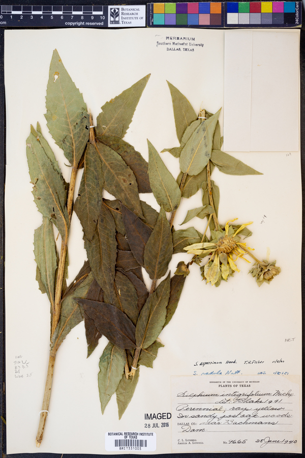 Silphium radula image