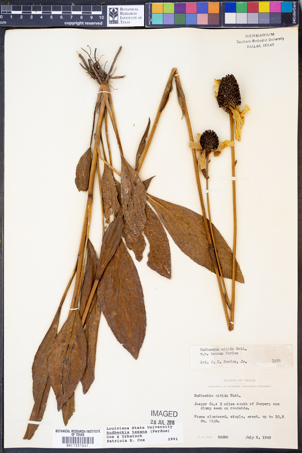 Rudbeckia texana image