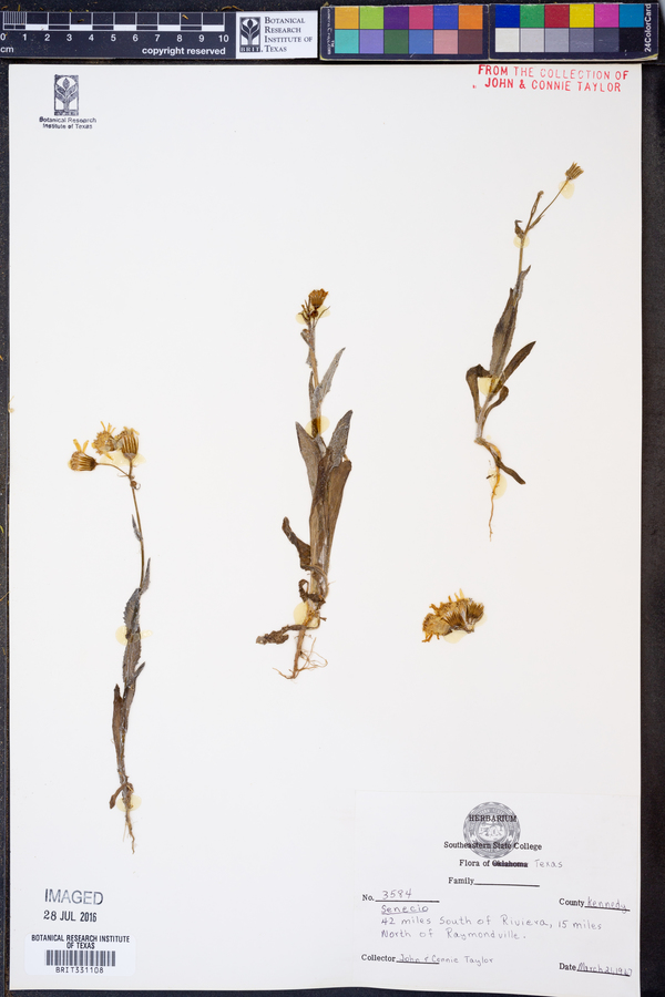 Senecio ampullaceus image