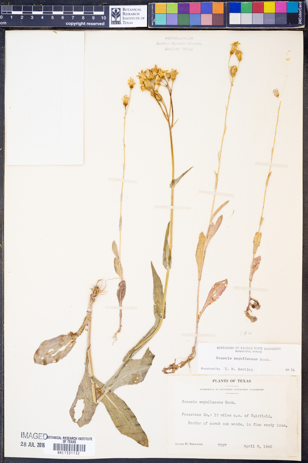 Senecio ampullaceus image