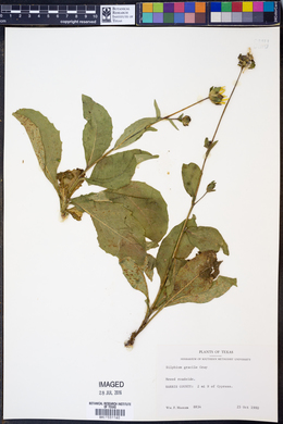 Silphium gracile image