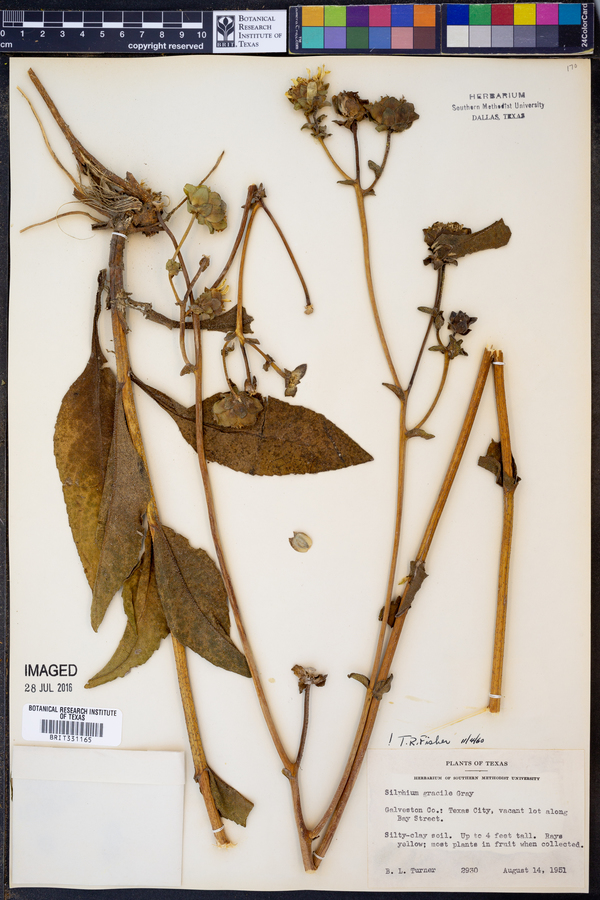 Silphium gracile image