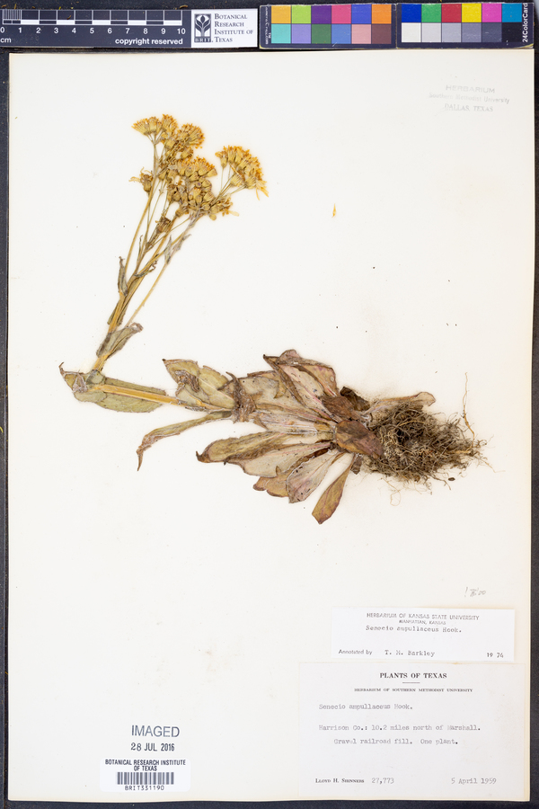 Senecio ampullaceus image