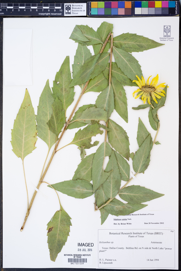 Silphium radula image