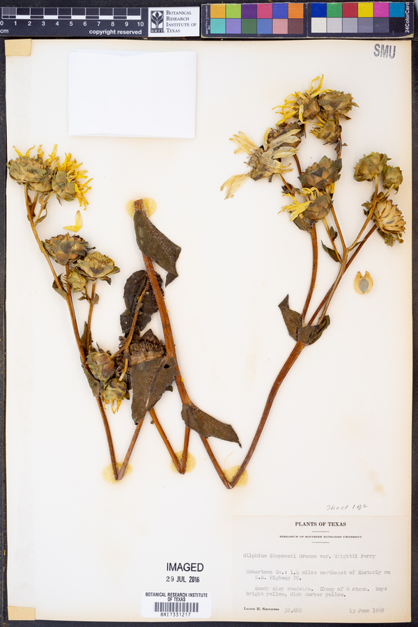 Silphium simpsonii var. wrightii image