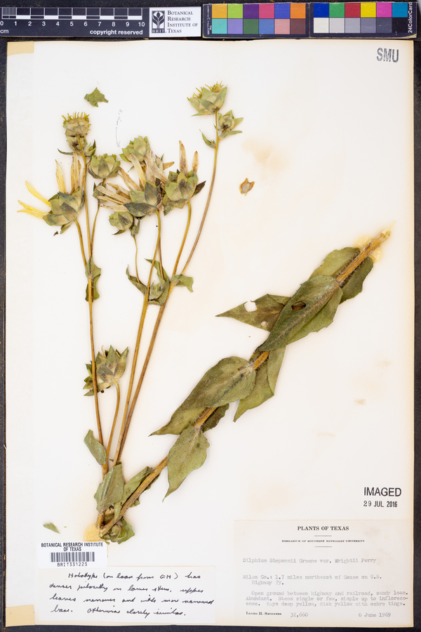 Silphium simpsonii var. wrightii image