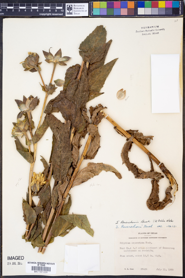 Silphium reverchonii image