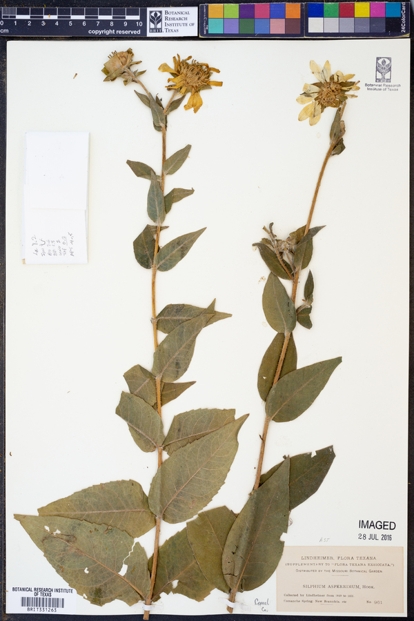 Silphium radula image