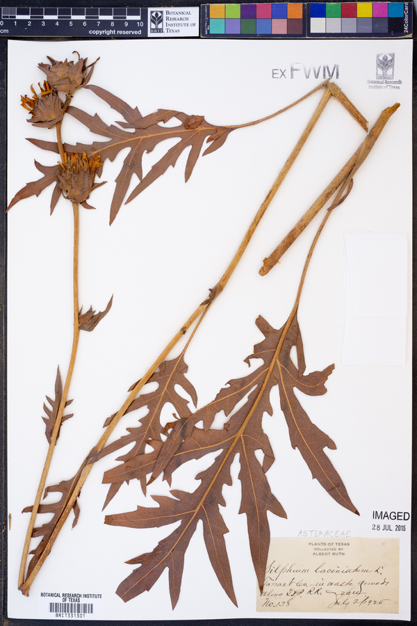 Silphium image