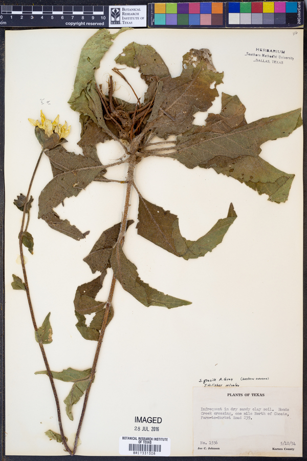 Silphium gracile image