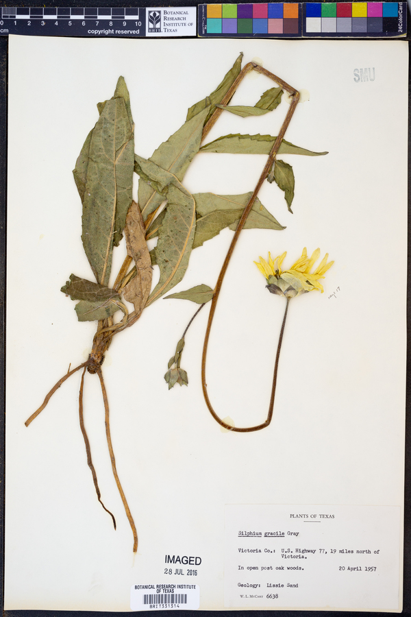 Silphium gracile image