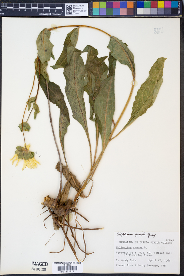 Silphium gracile image