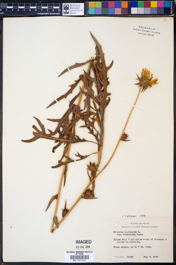 Silphium laciniatum image