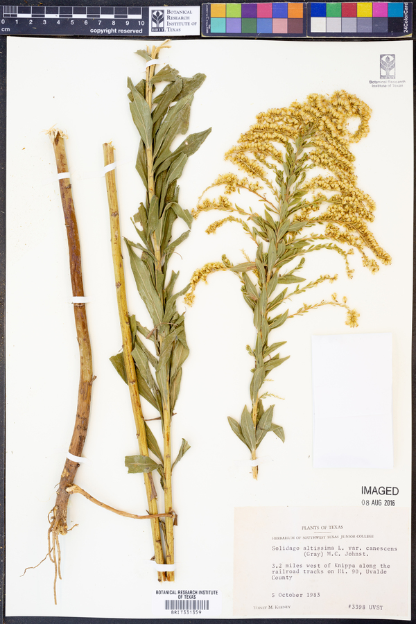 Solidago juliae image