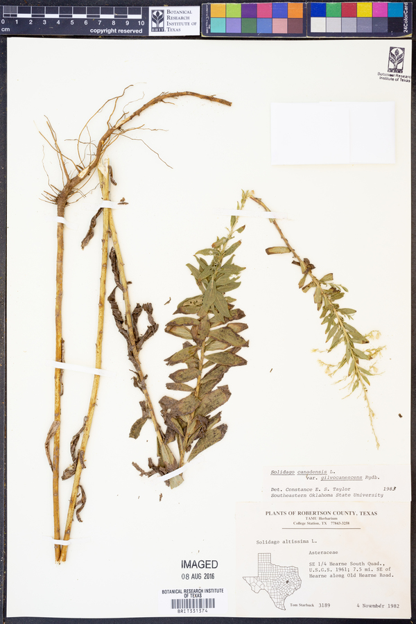 Solidago canadensis var. gilvocanescens image