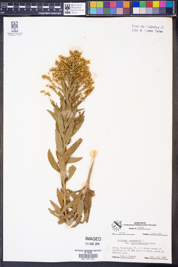 Solidago canadensis var. gilvocanescens image