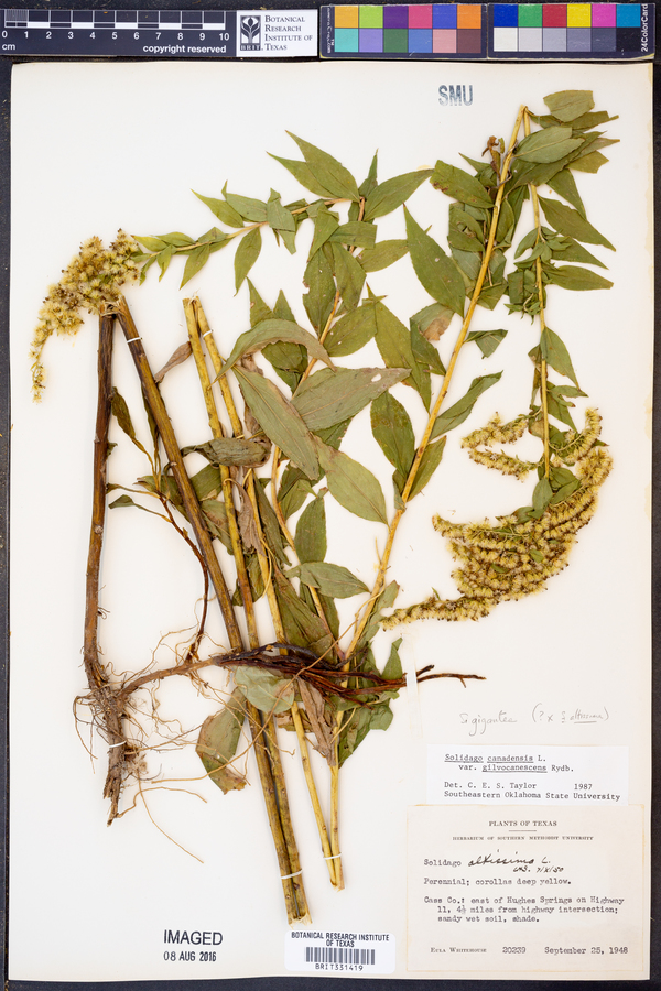 Solidago gigantea image