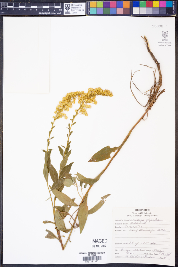 Solidago gigantea image