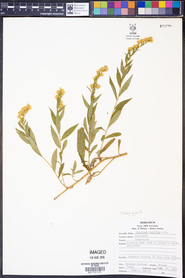 Solidago gigantea image