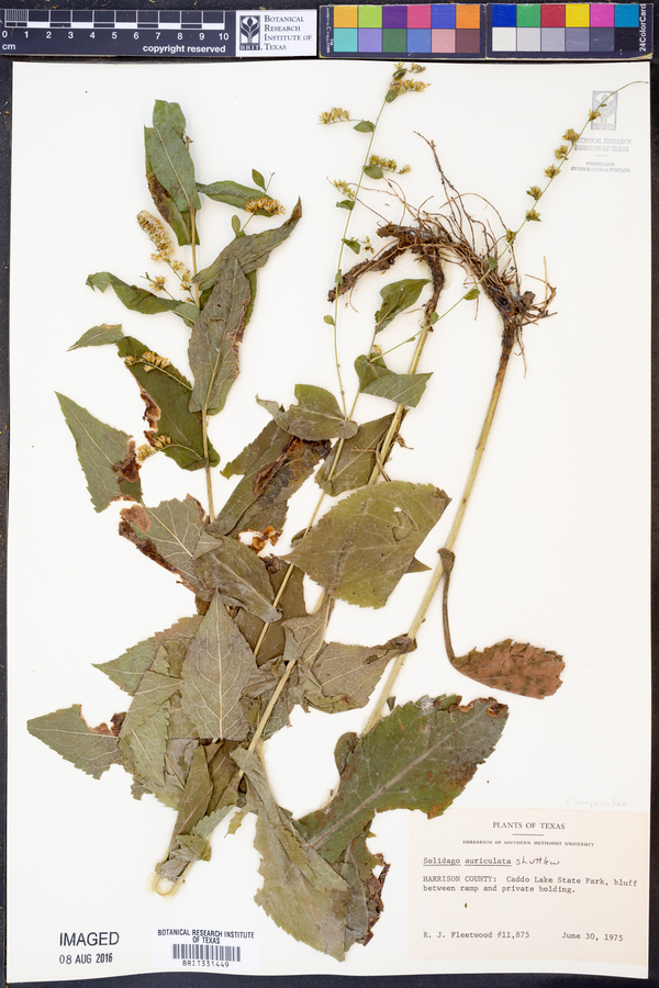 Solidago auriculata image