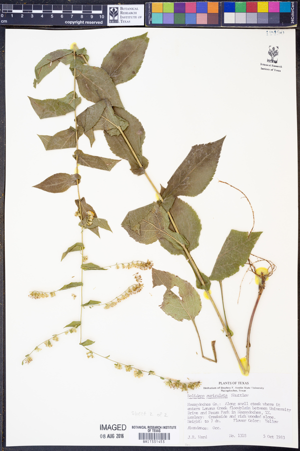 Solidago auriculata image