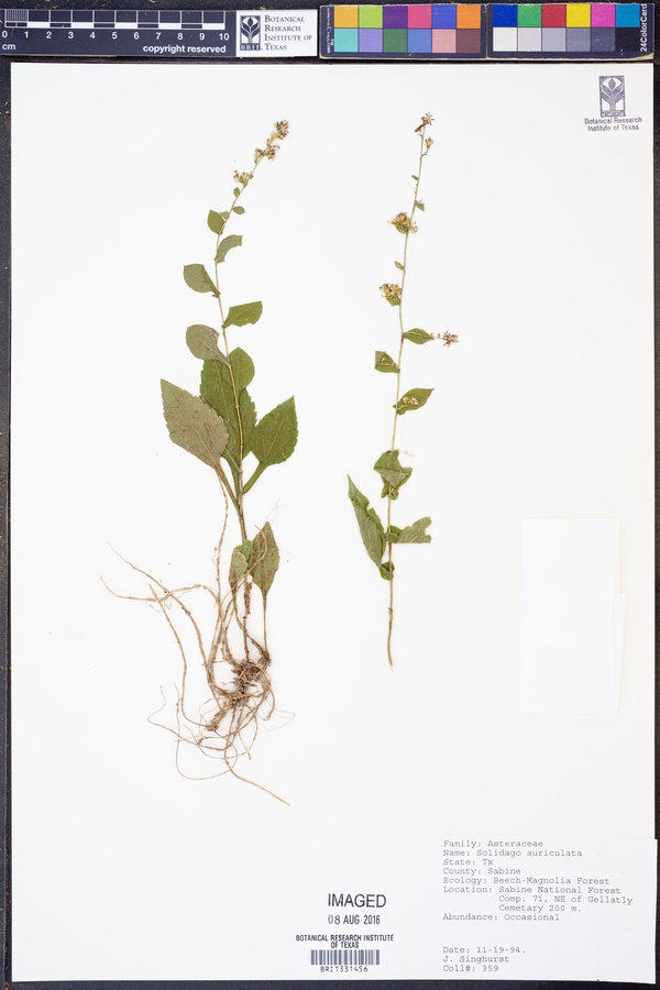 Solidago auriculata image