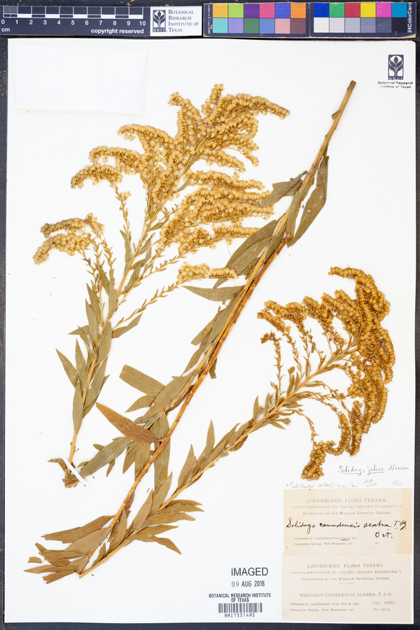Solidago juliae image