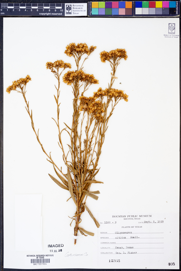 Oligoneuron nitidum image