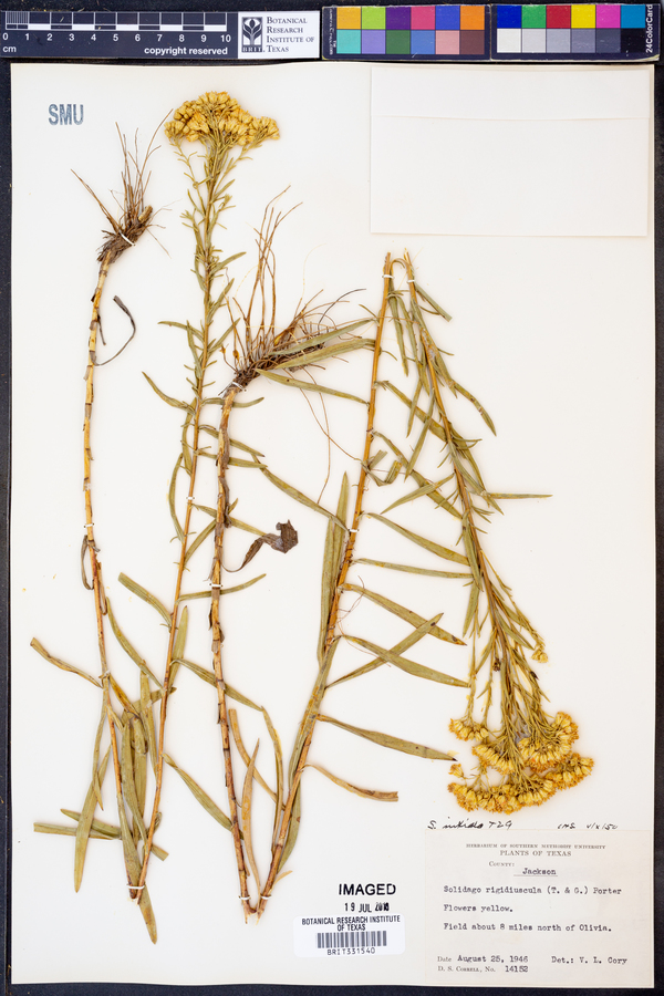 Solidago rigidiuscula image