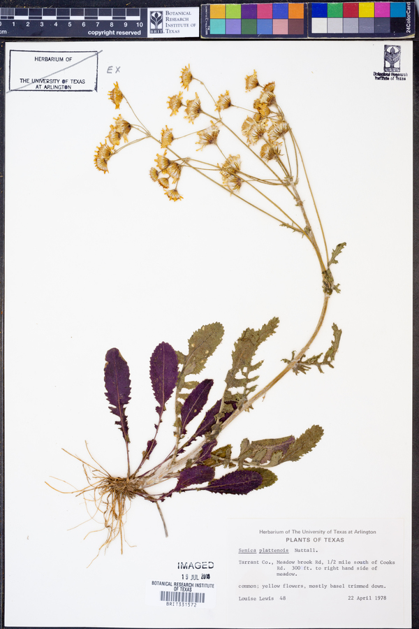Packera plattensis image