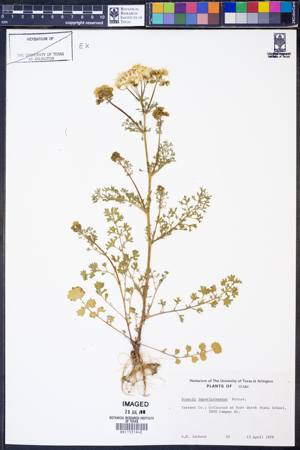 Packera tampicana image