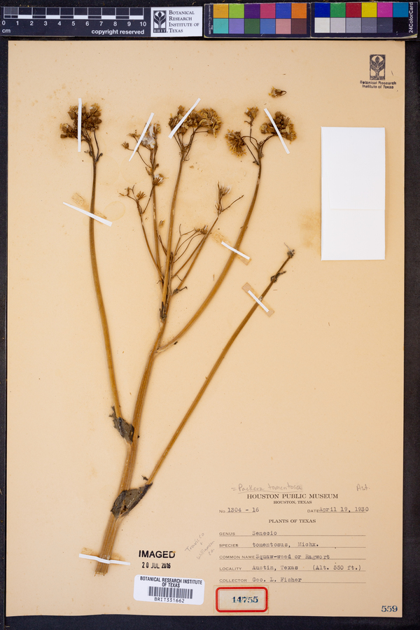 Packera tomentosa image