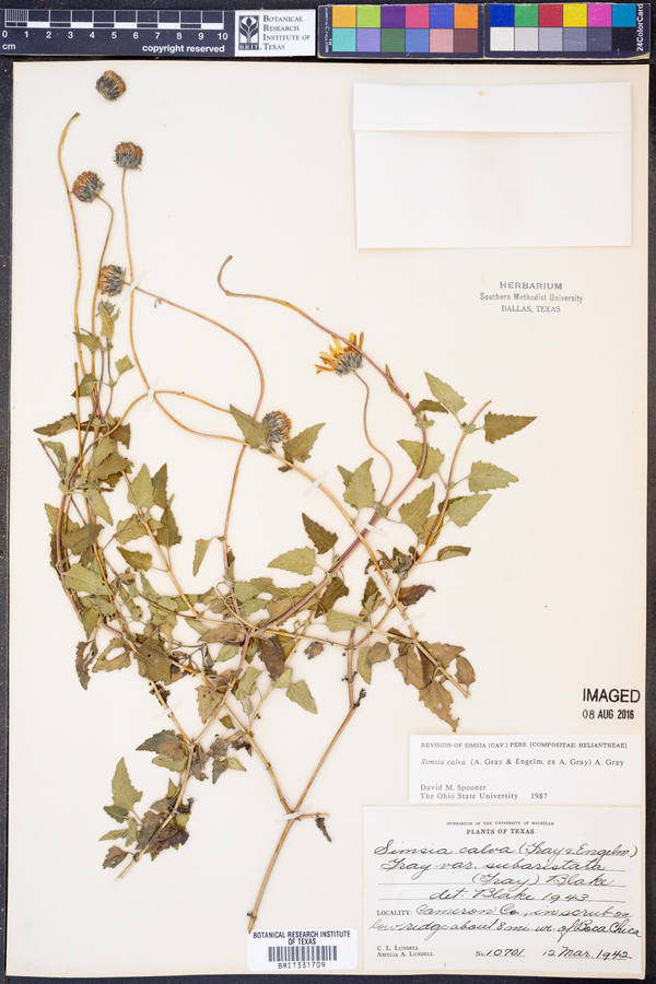 Simsia calva image