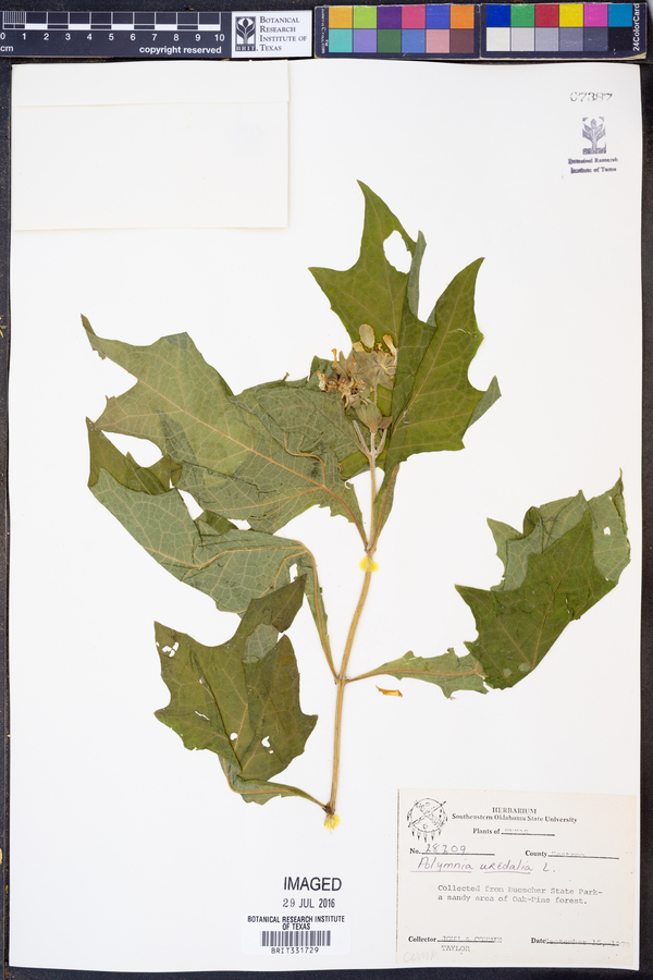 Smallanthus uvedalius image