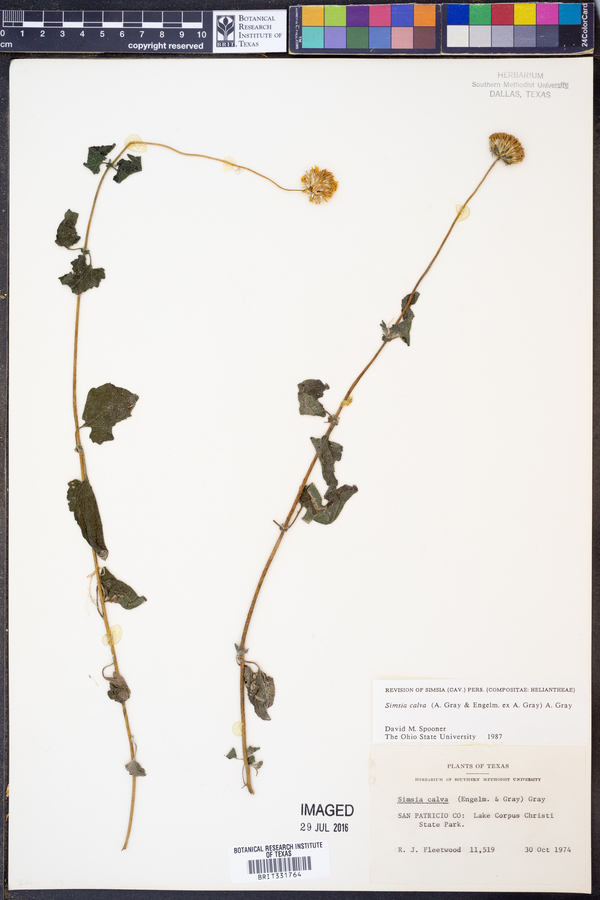 Simsia calva image