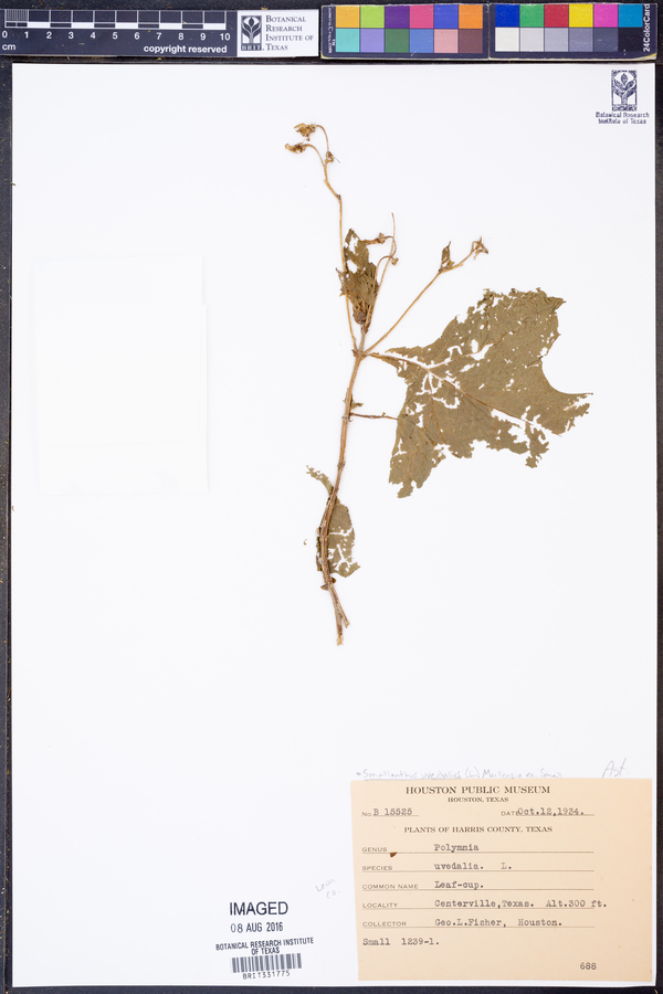 Smallanthus uvedalia image