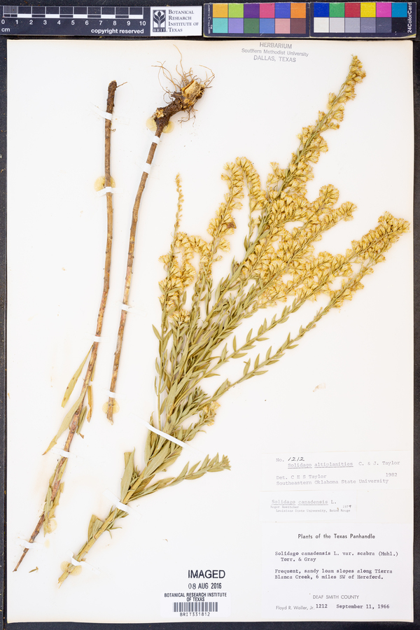 Solidago altiplanities image