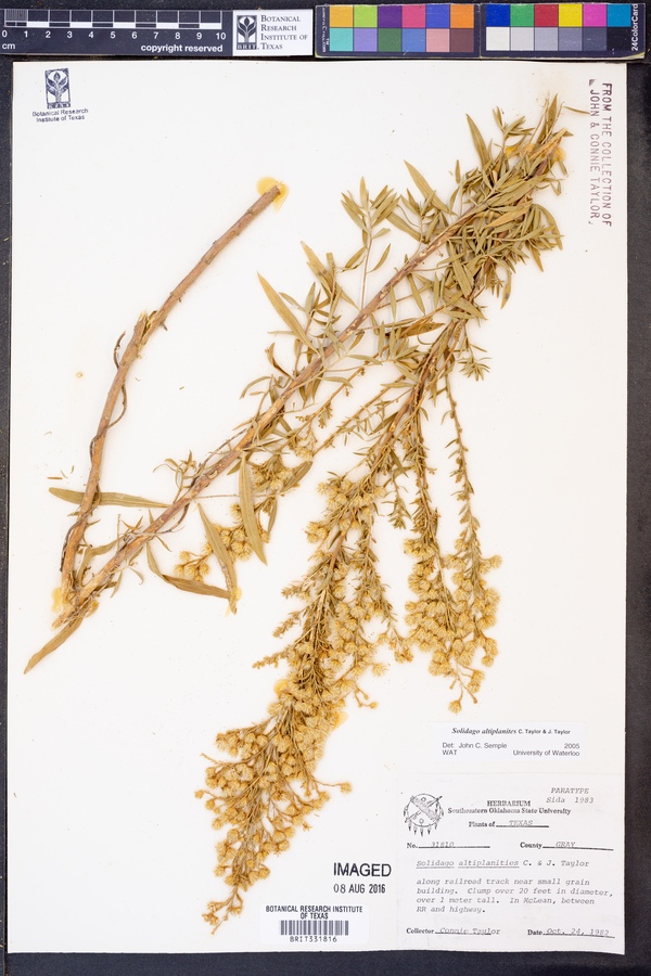 Solidago altiplanities image