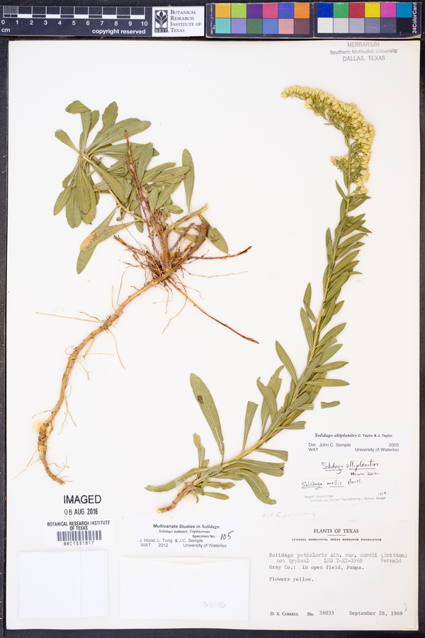 Solidago altiplanities image