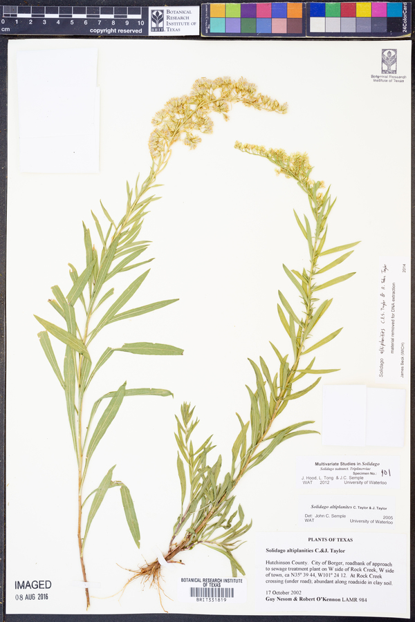 Solidago altiplanities image