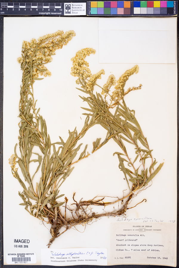 Solidago altiplanities image