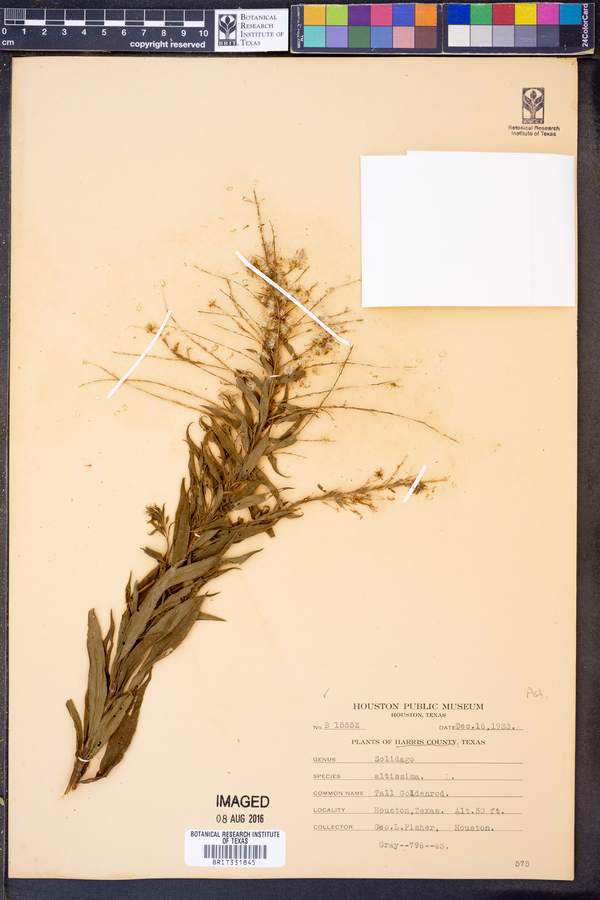 Solidago altissima image