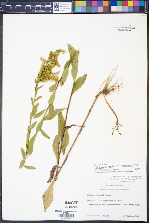 Solidago patula var. strictula image