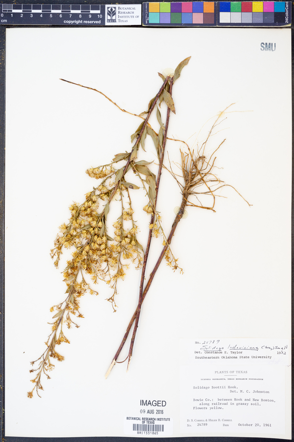 Solidago ludoviciana image