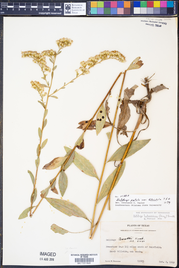 Solidago patula var. strictula image