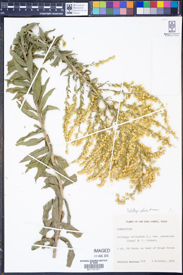 Solidago juliae image