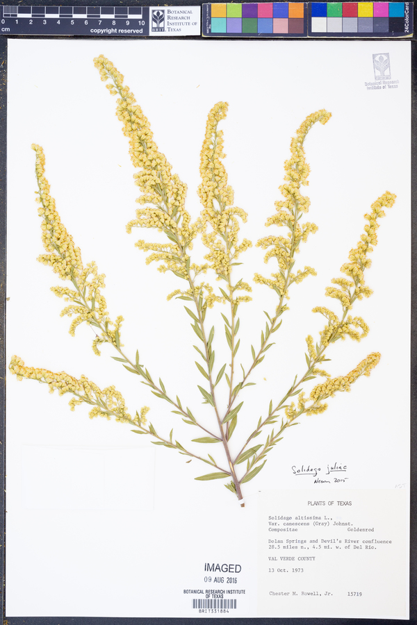 Solidago juliae image